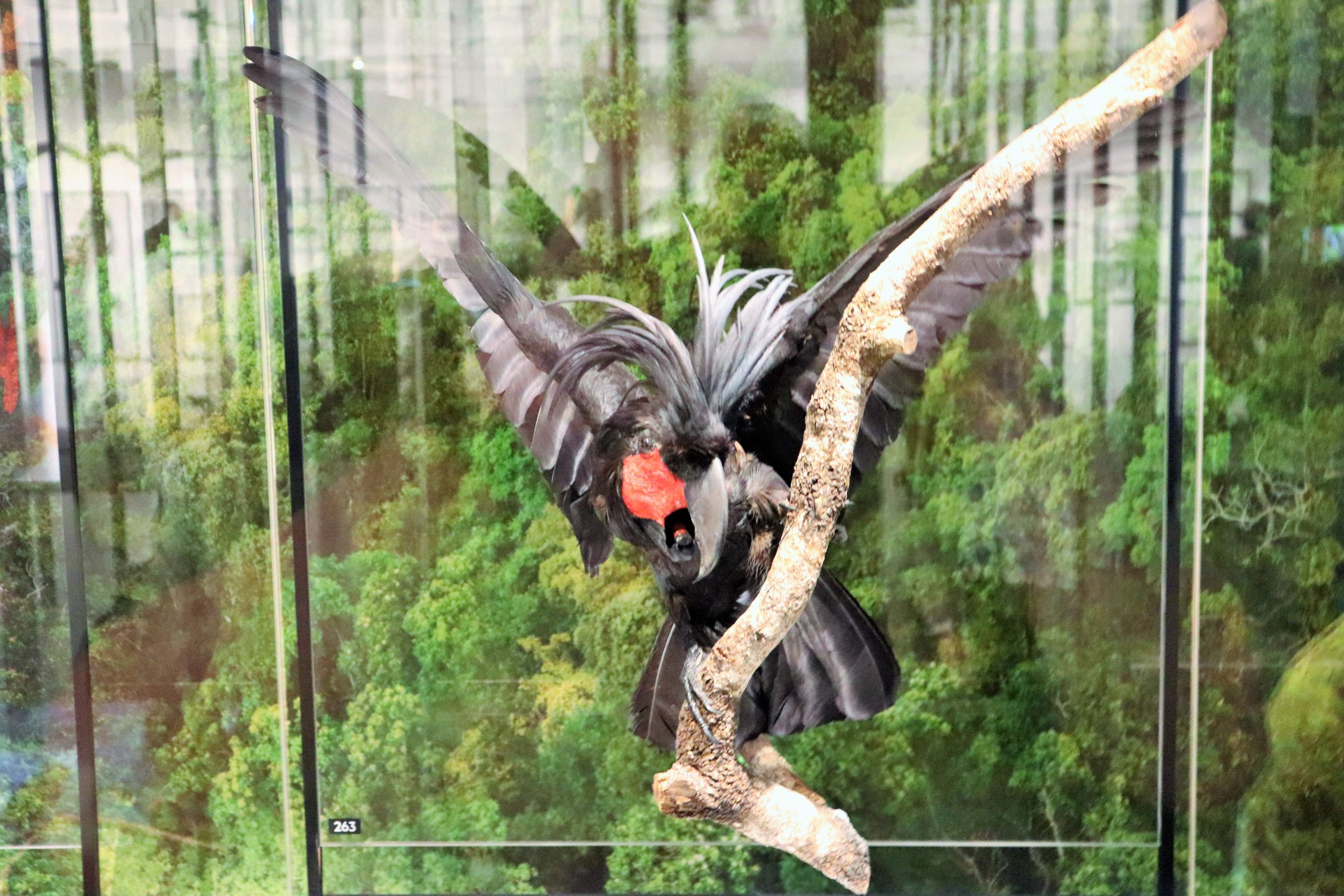 Palm Cockatoo (Probosciger aterrimus)