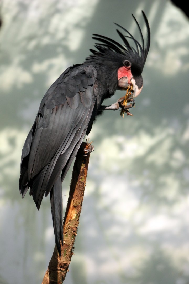 Palm cockatoo (Probosciger aterrimus)