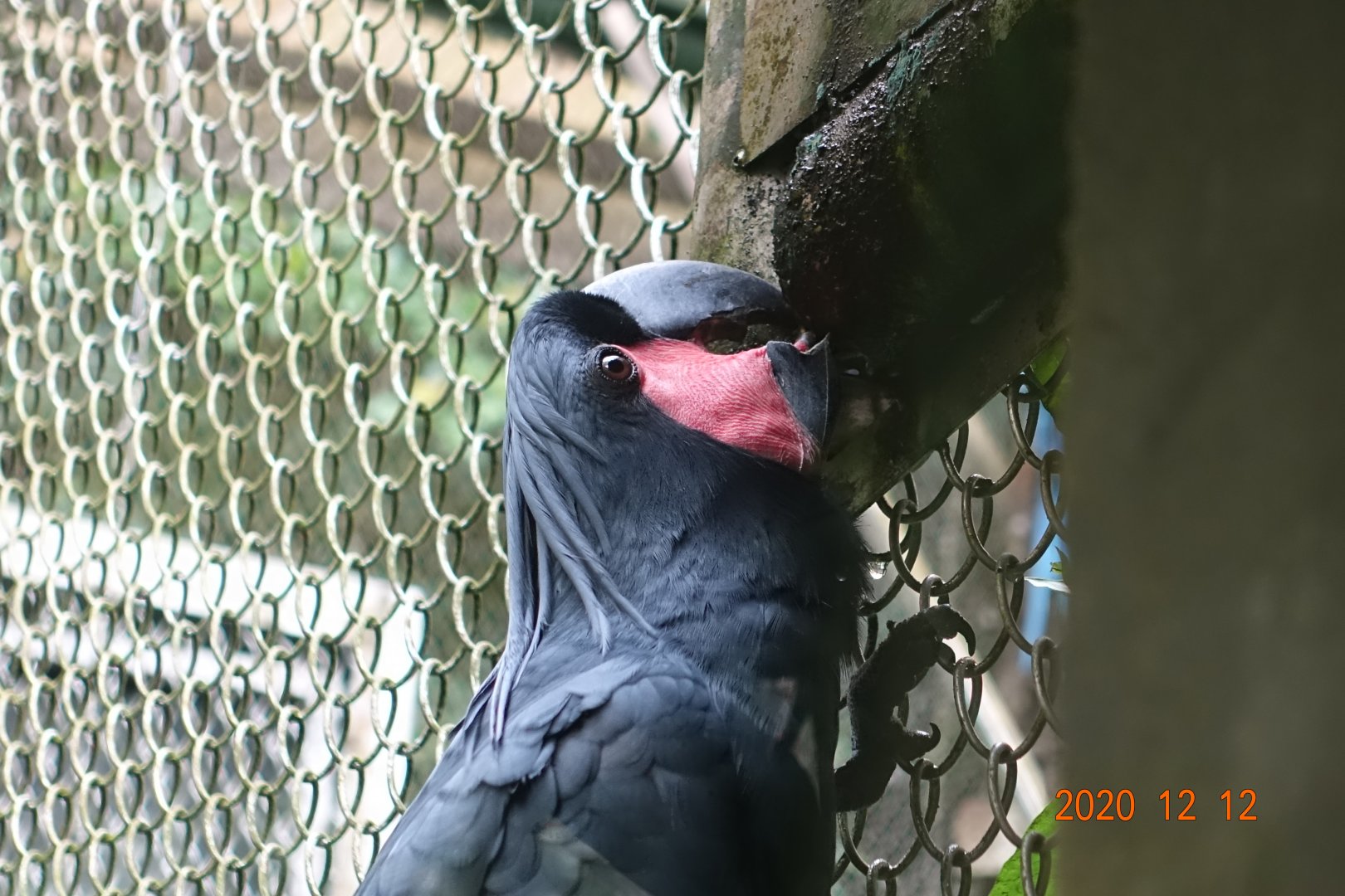 Palm Cockatoo (Probosciger aterrimus)