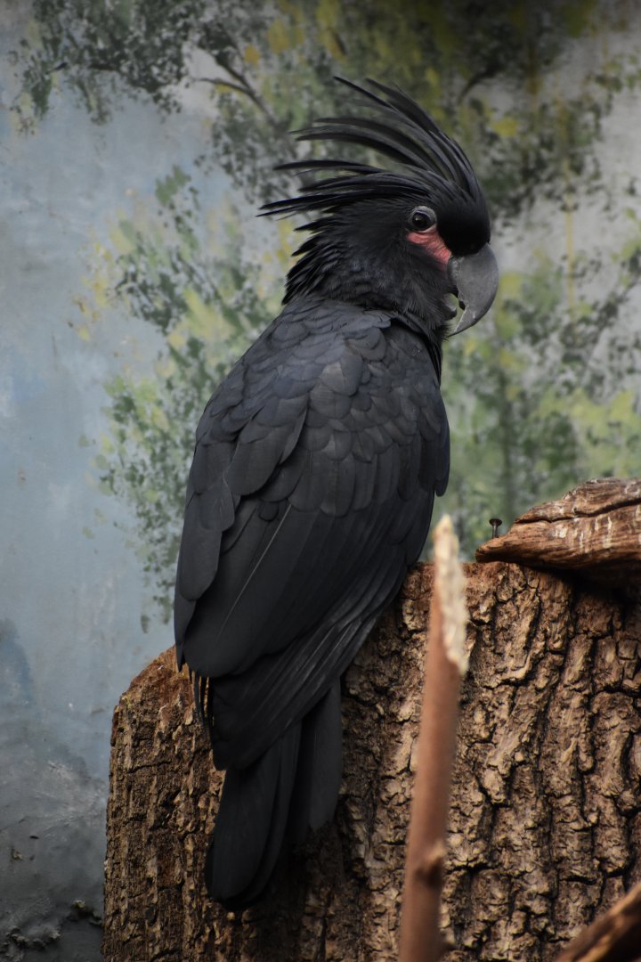 Palm cockatoo (Probosciger aterrimus)