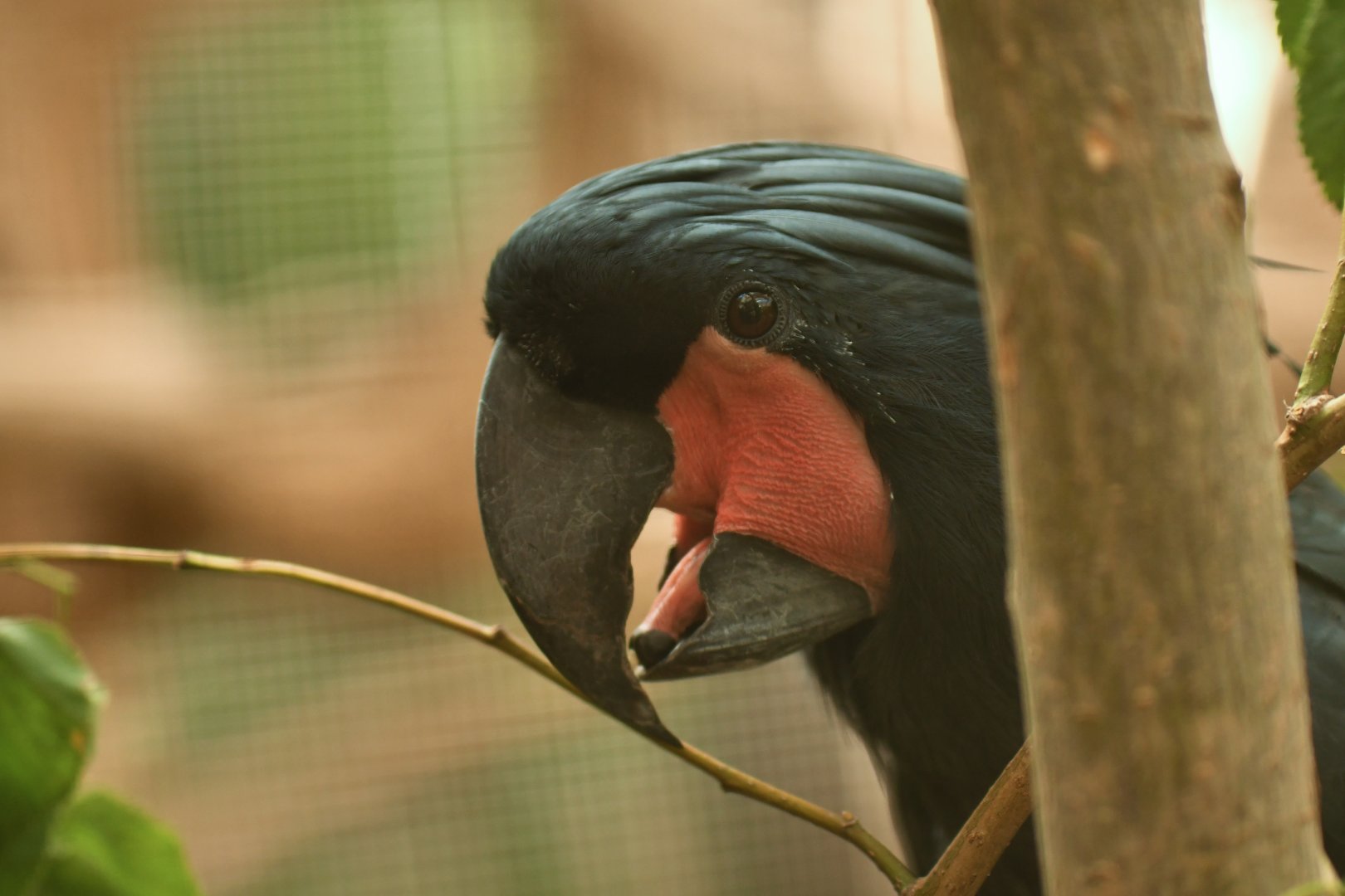Palm Cockatoo Probosciger aterrimus