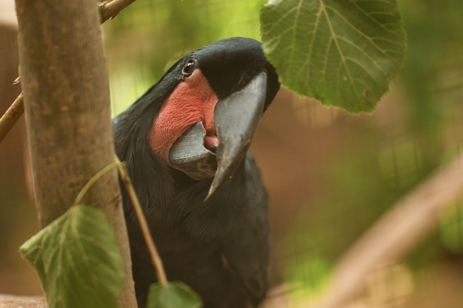 Palm Cockatoo Probosciger aterrimus