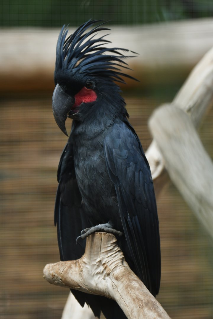 Palm Cockatoo Probosciger aterrimus