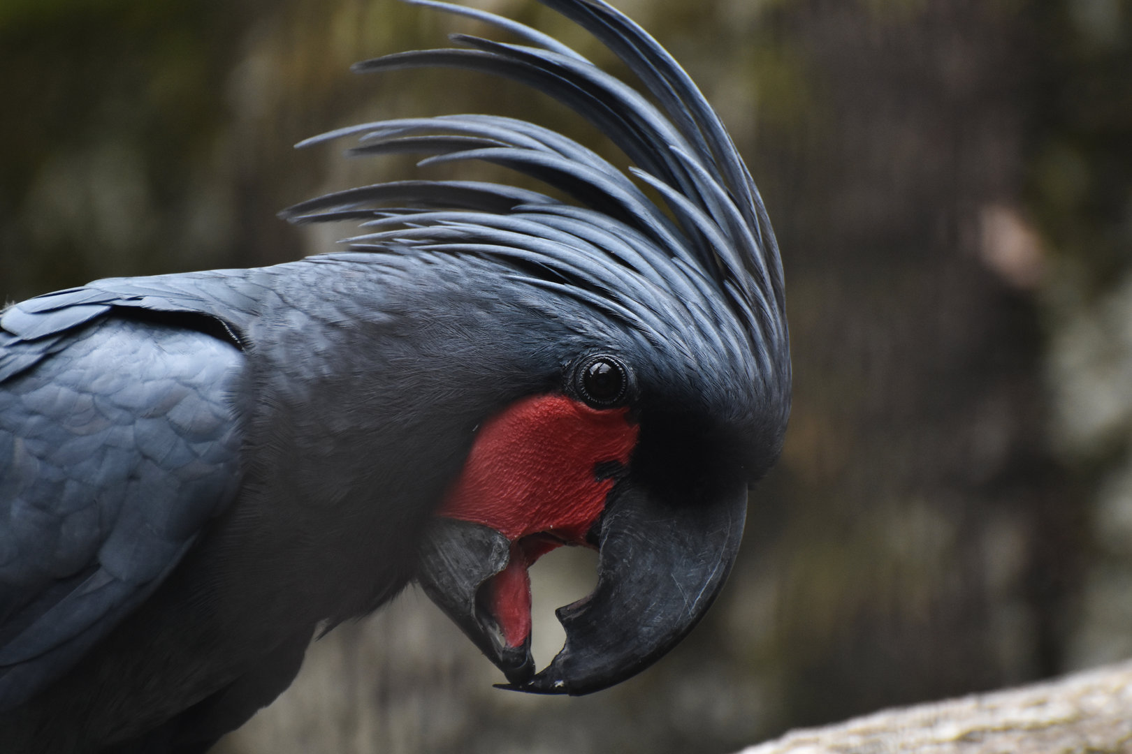 Palm cockatoo (Probosciger aterrimus)