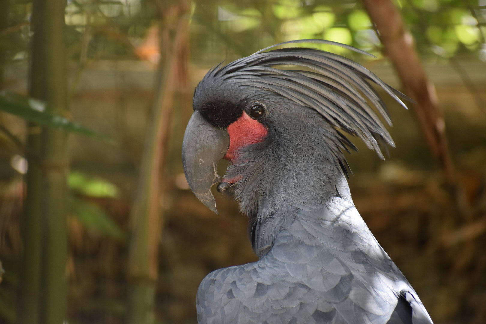 Palm Cockatoo - Probosciger aterrimus