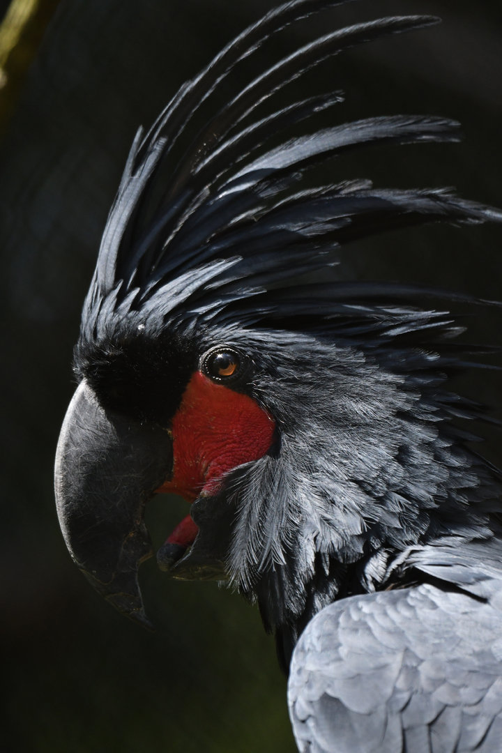 Palm Cockatoo Probosciger aterrimus