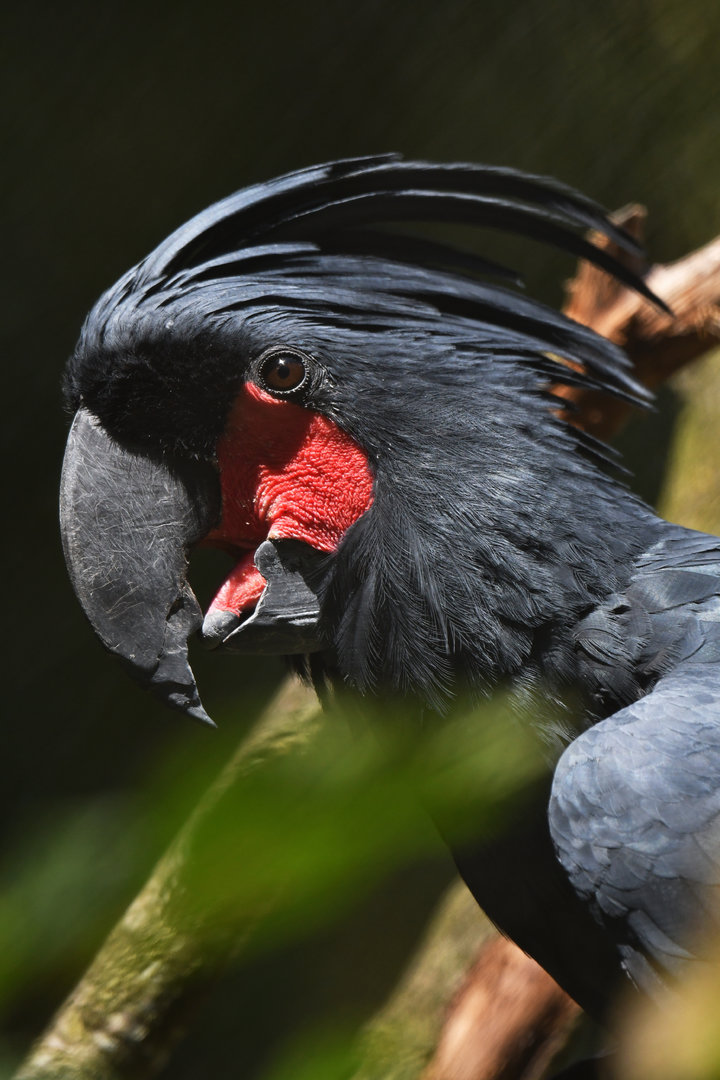 Palm Cockatoo Probosciger aterrimus