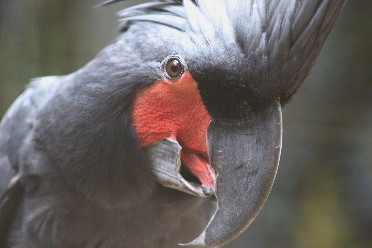 Palm Cockatoo (Probosciger aterrimus)