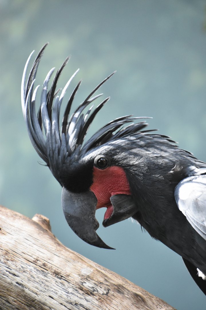 Palm cockatoo, Probosciger aterrimus