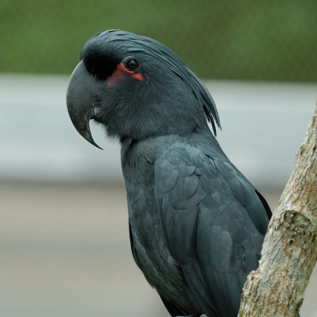 Palm Cockatoo (Probosciger aterrimus)
