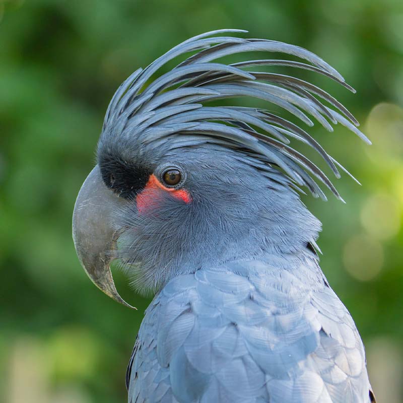 Palm Cockatoo (Probosciger aterrimus)