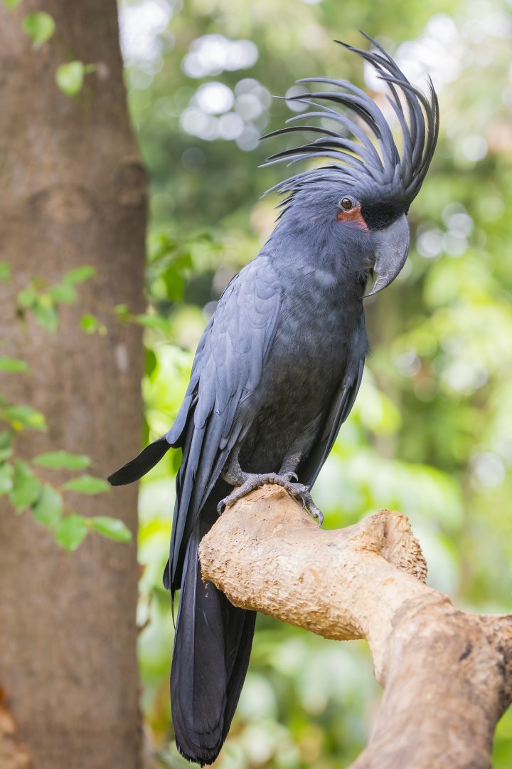 palm cockatoo (Probosciger aterrimus)