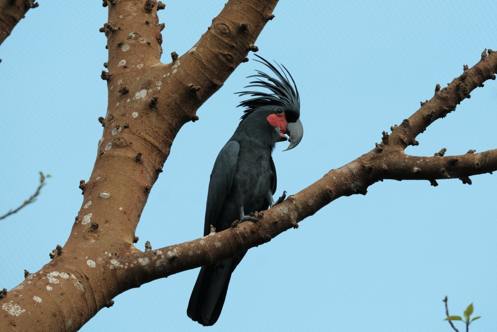 Palm Cockatoo (Probosciger aterrimus)