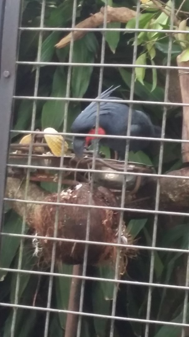 Palm cockatoo (Probosciger aterrimus)