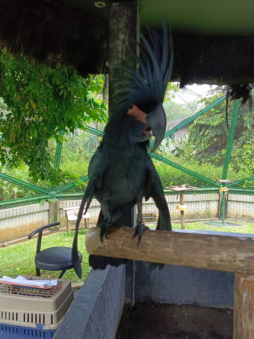Palm Cockatoo (Probosciger aterrimus)