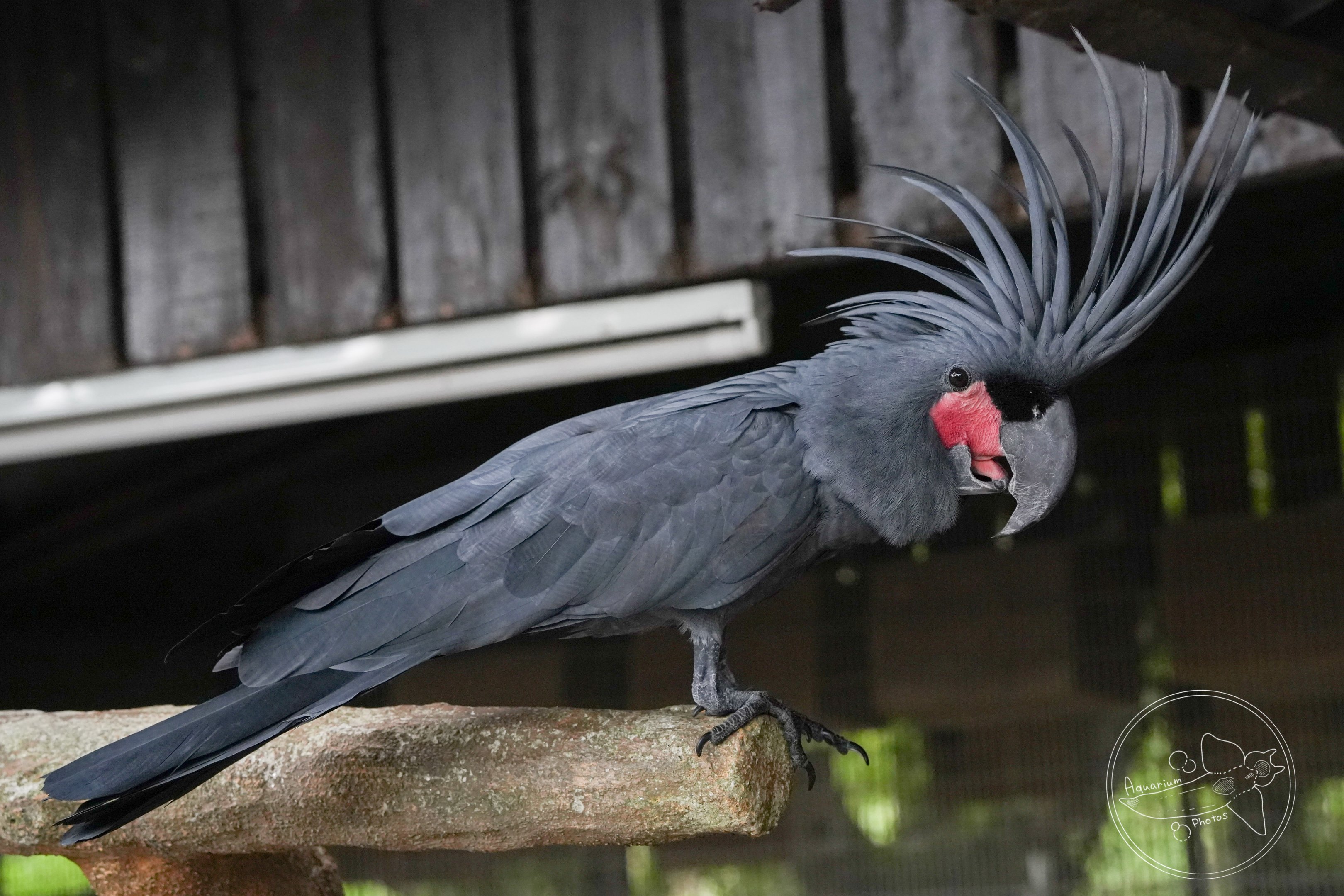 Palm cockatoo (Probosciger aterrimus)