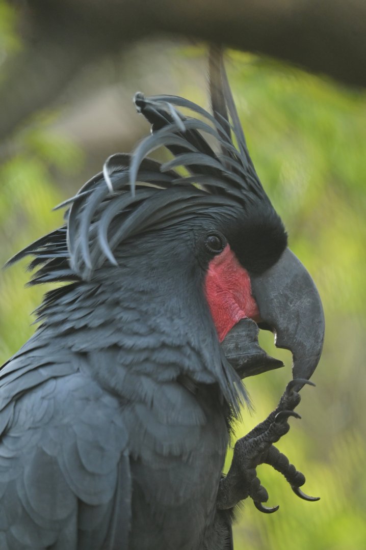 Palm cockatoo (Probosciger atterimus)
