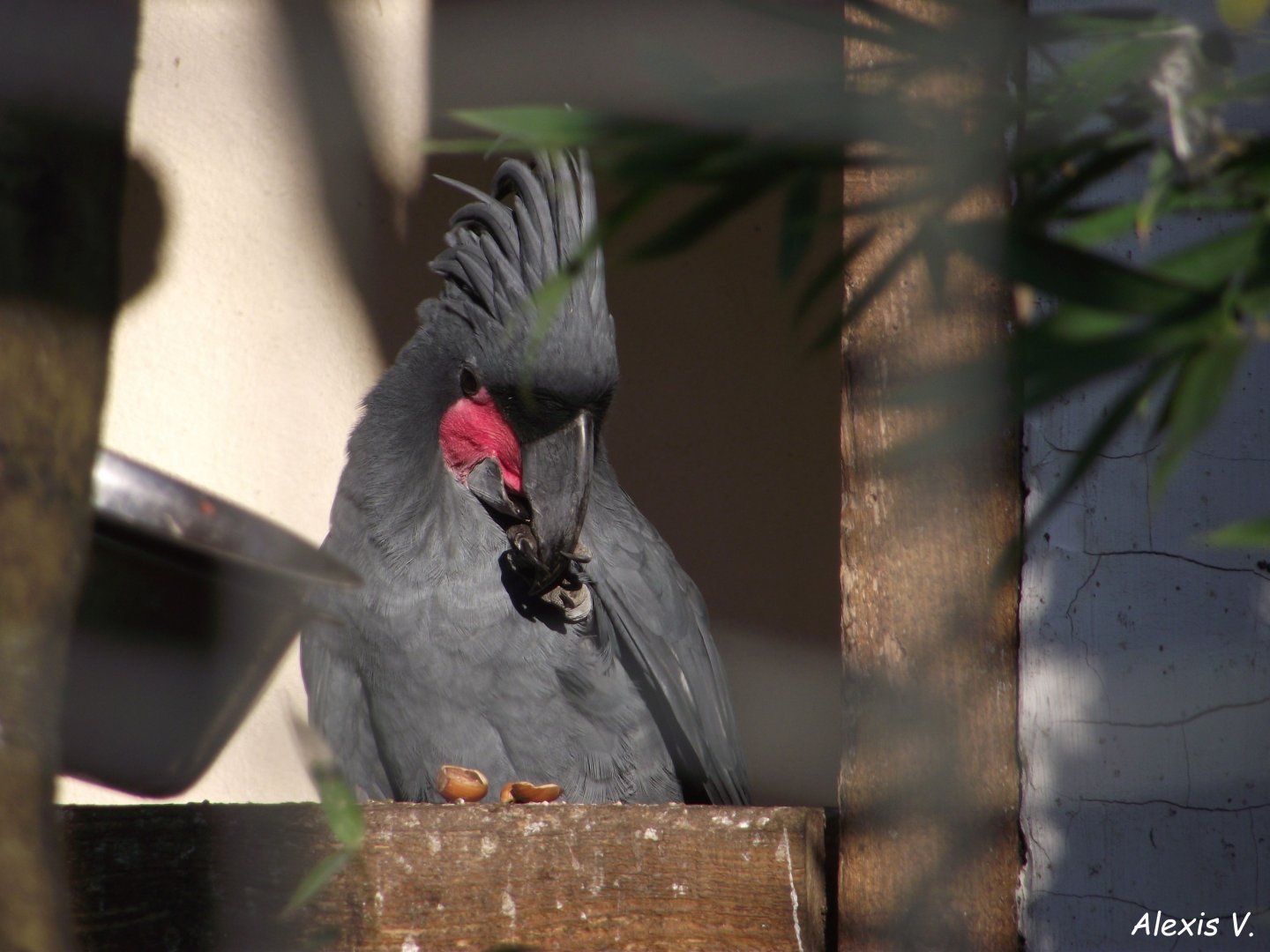 Palm Cockatoo - Zooparc de Beauval - 01/2020