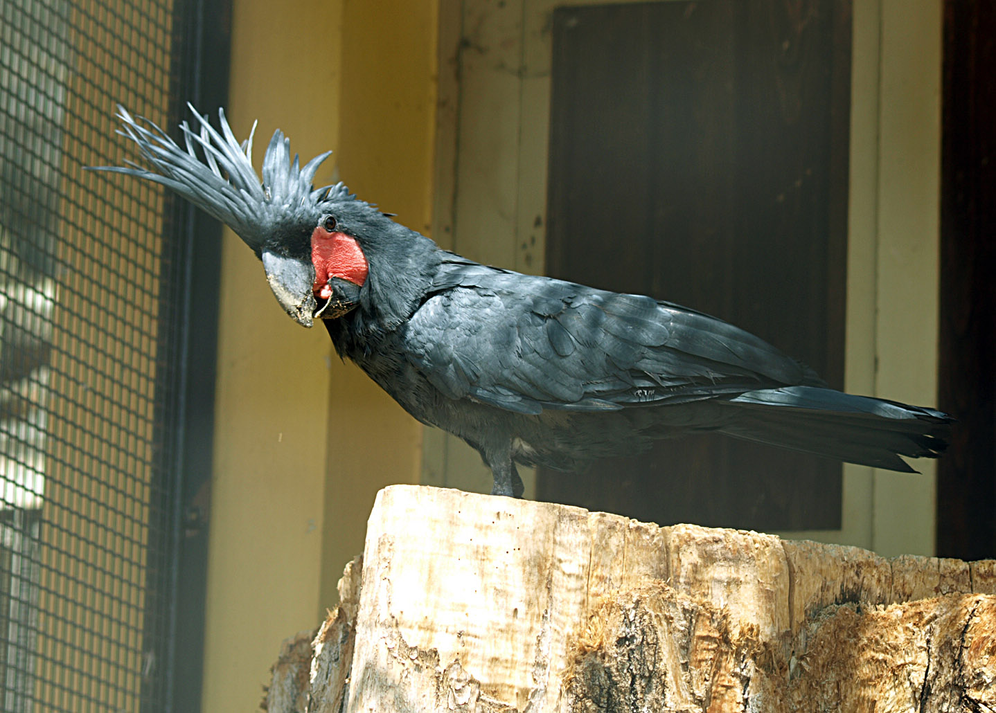 Palm cockatoo