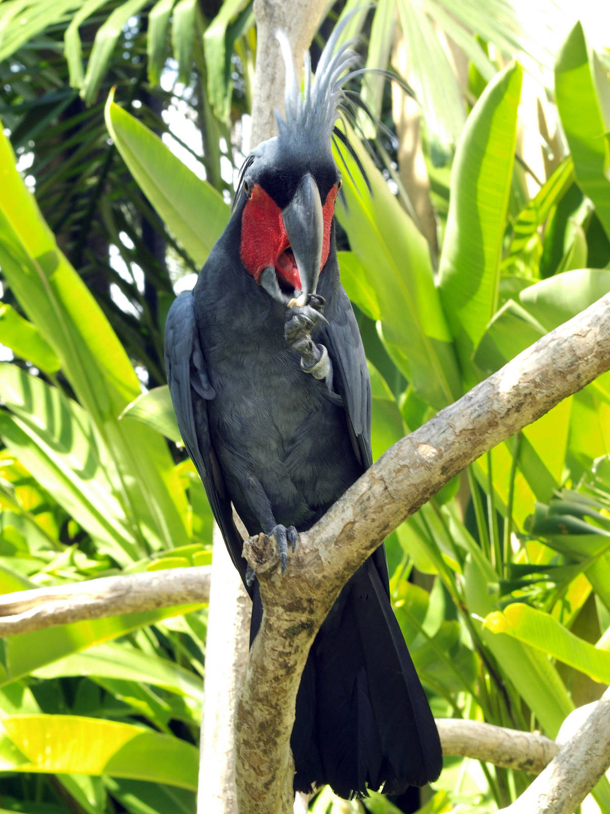 Palm cockatoo