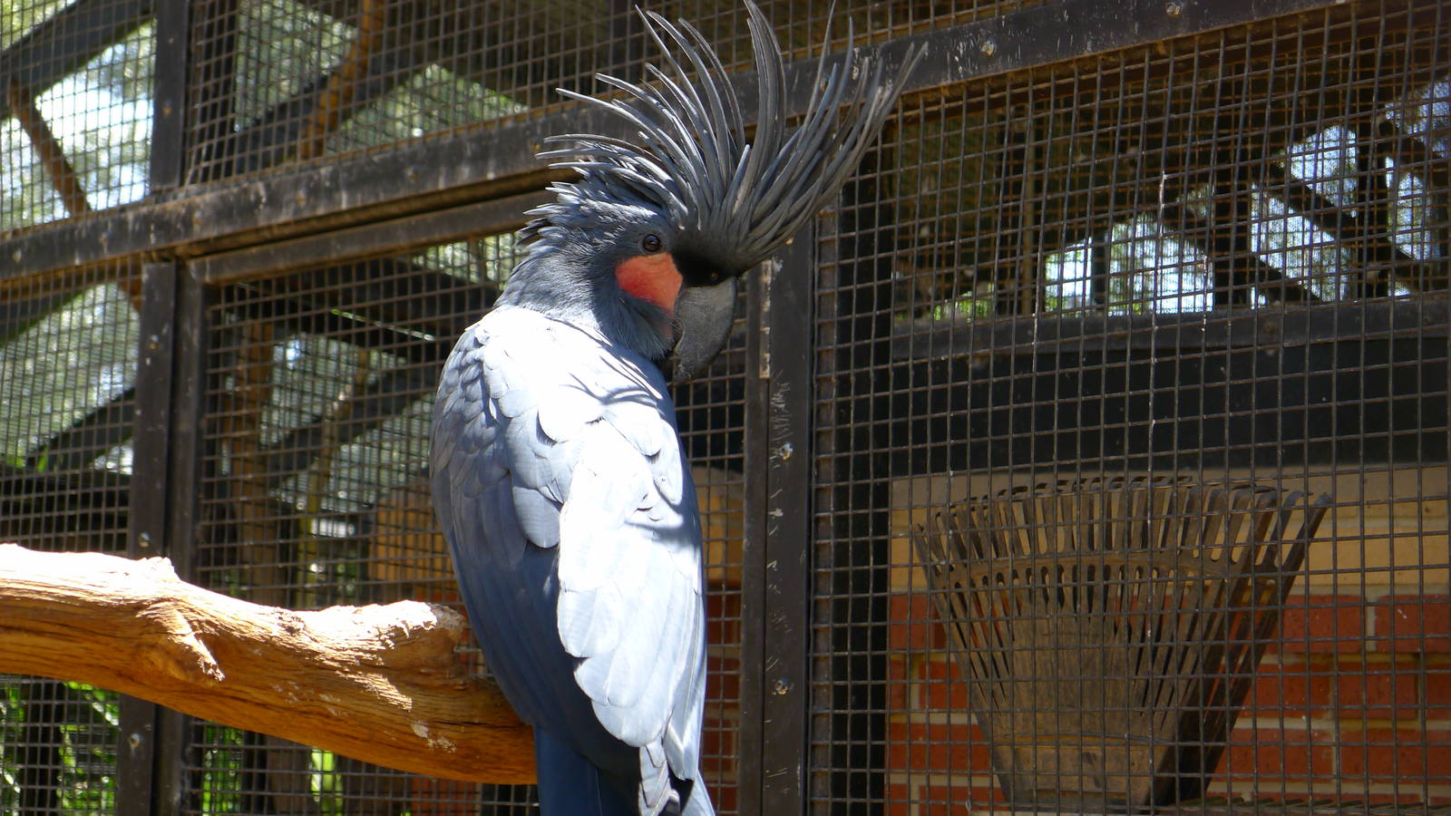 Palm Cockatoo