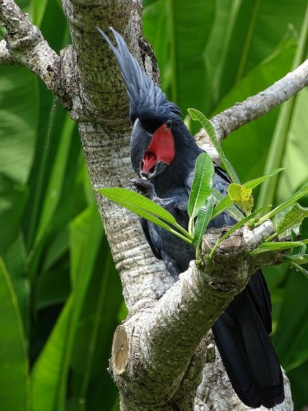 Palm cockatoo