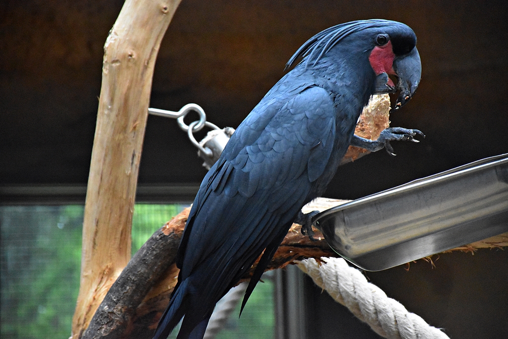 Palm cockatoo