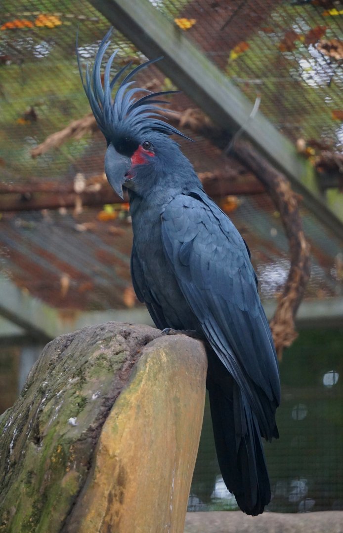 Palm cockatoo