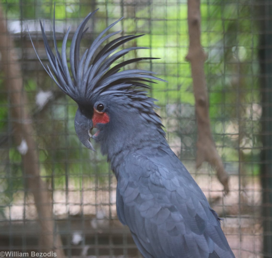 Palm Cockatoo