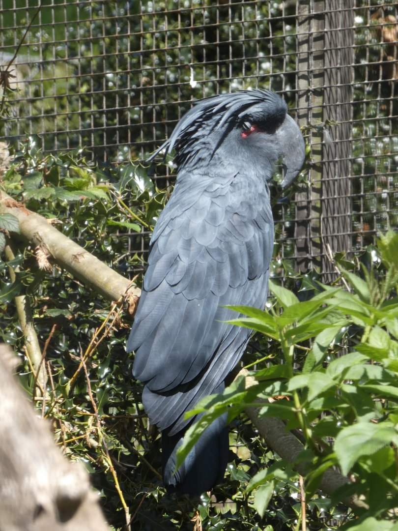 Palm cockatoo