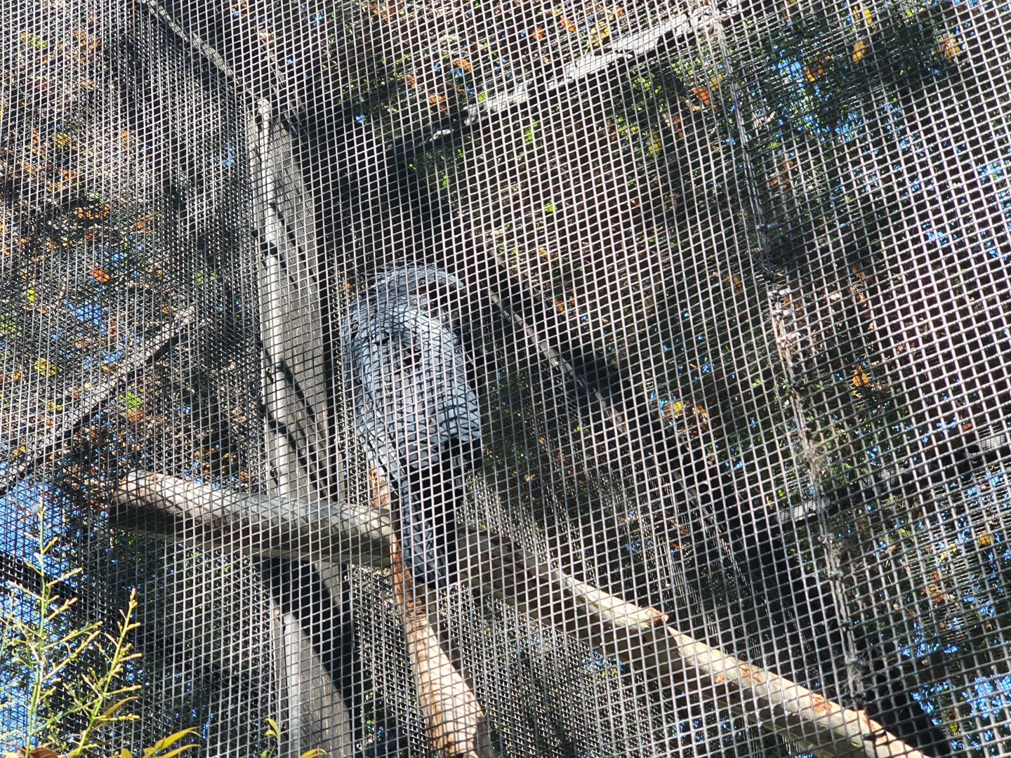 Palm Cockatoo