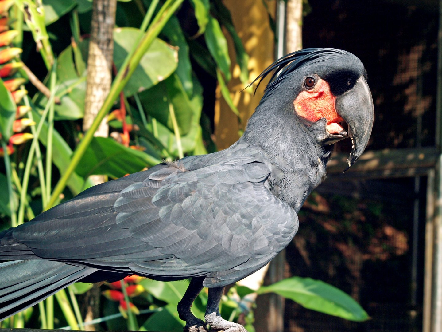 Palm cockatoo