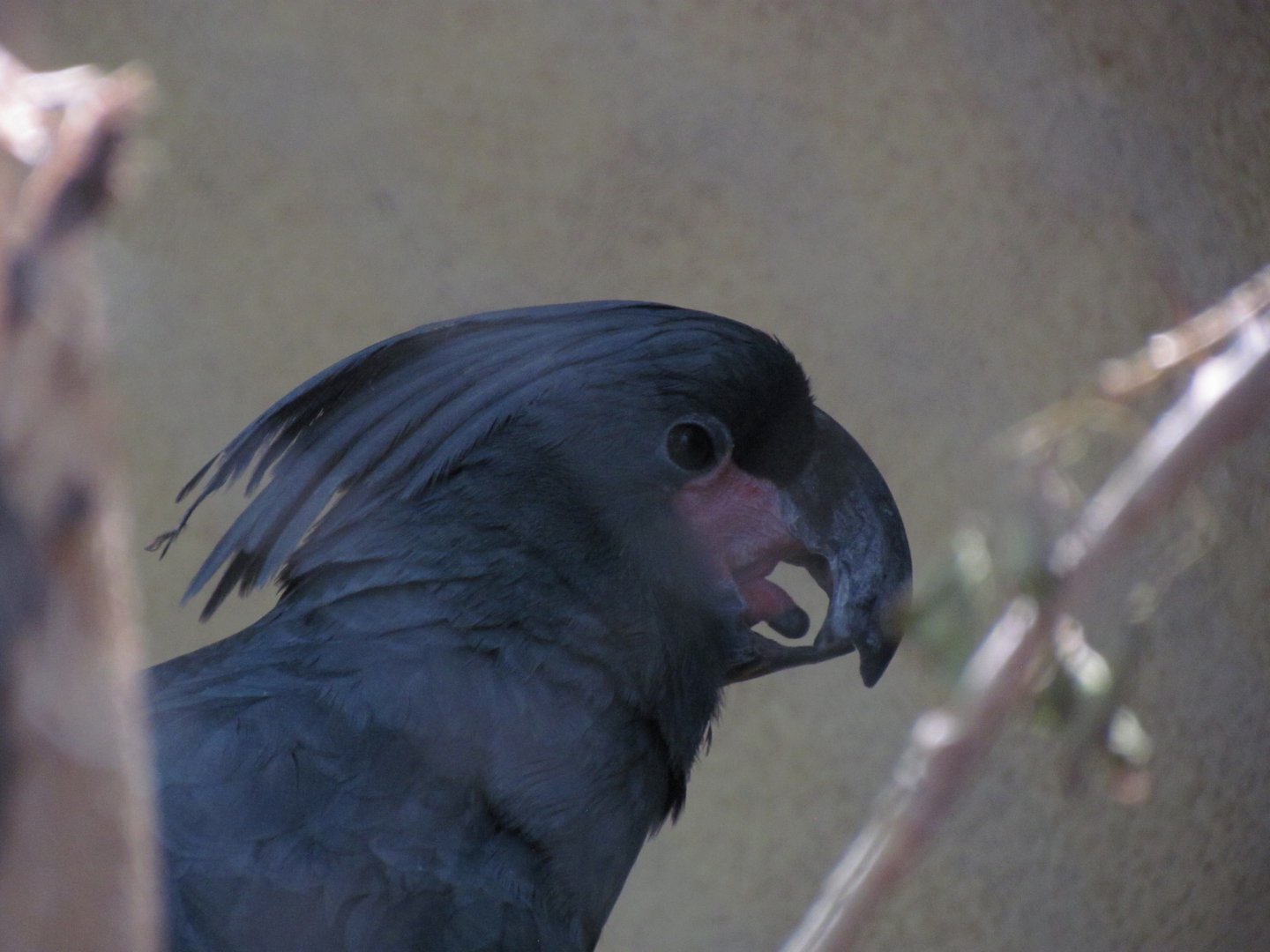 Palm Cockatoo