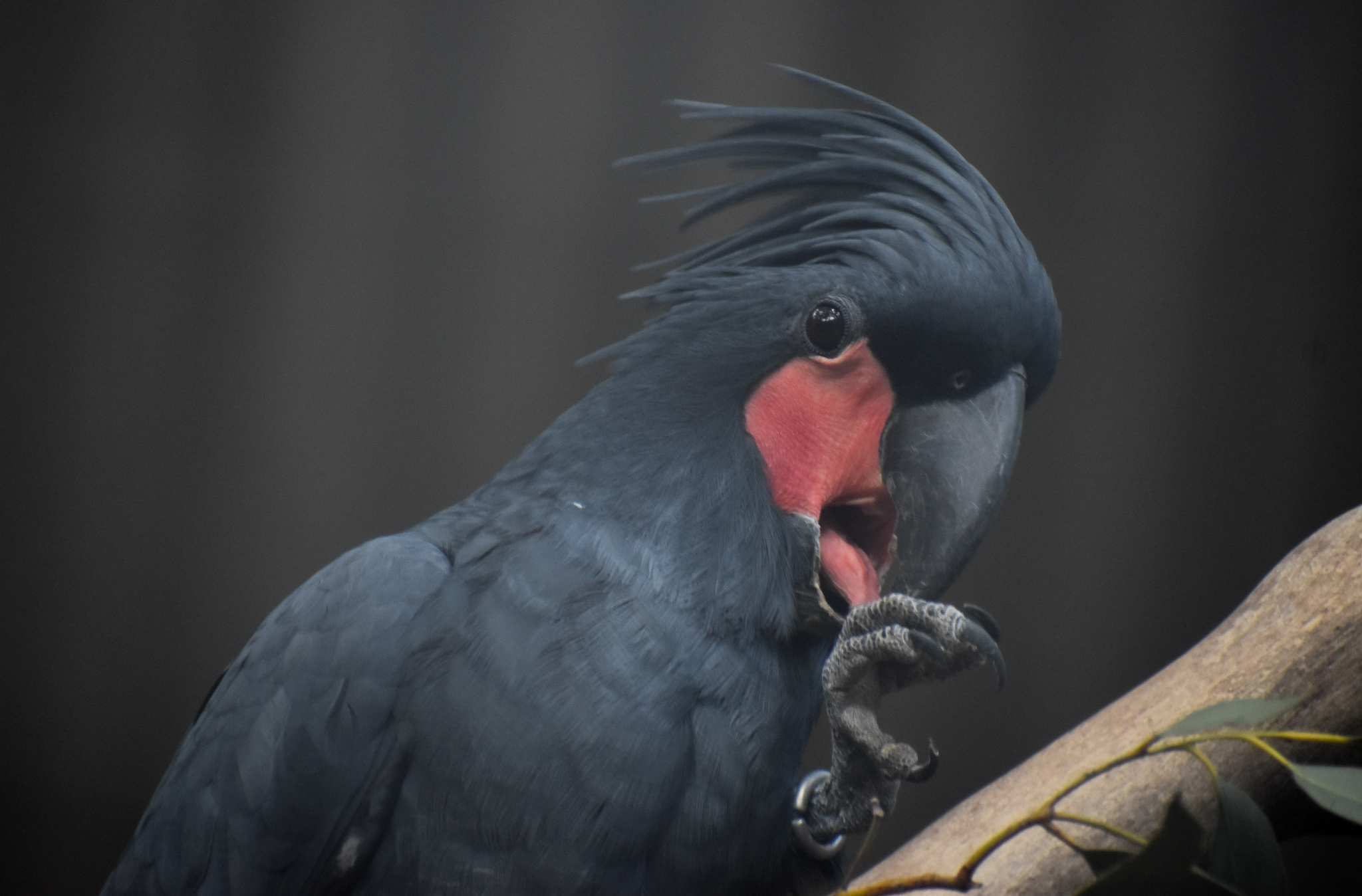 Palm Cockatoo