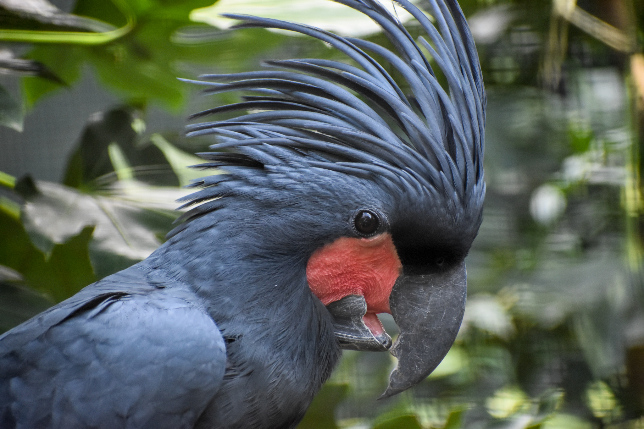 Palm Cockatoo