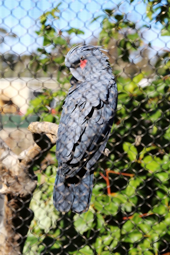 Palm Cockatoo