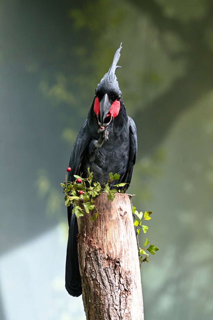Palm cockatoo