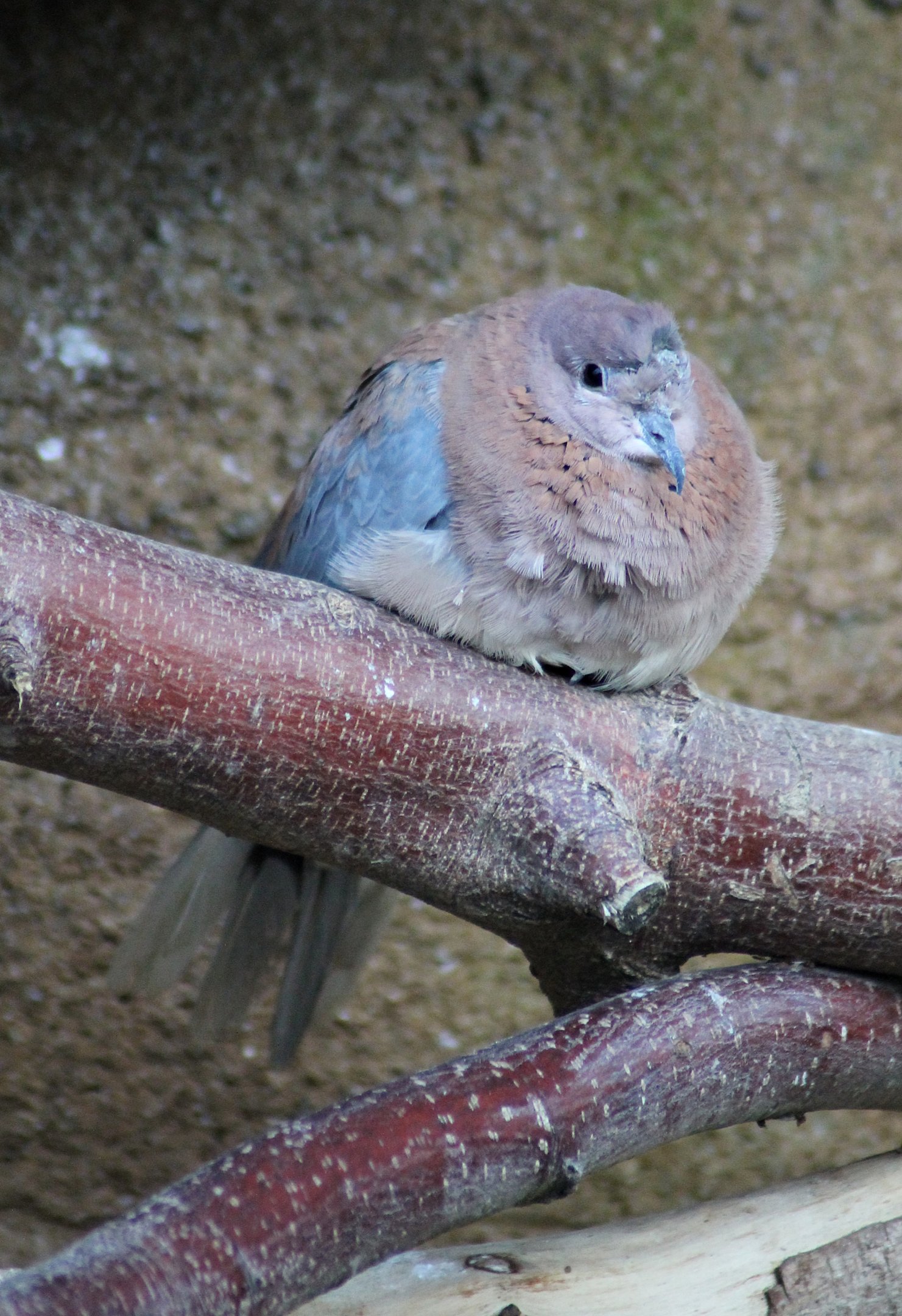 Palm dove (Spilopelia senegalensis) - Afi Mountain