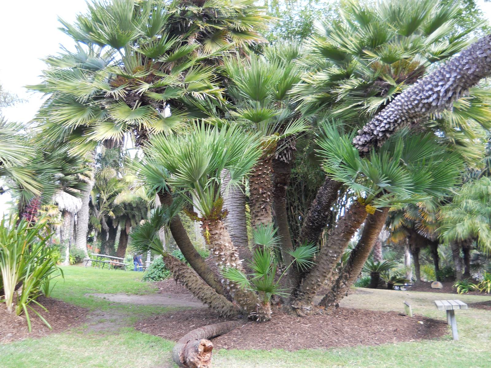 Palm garden at Santa Barbara Zoo