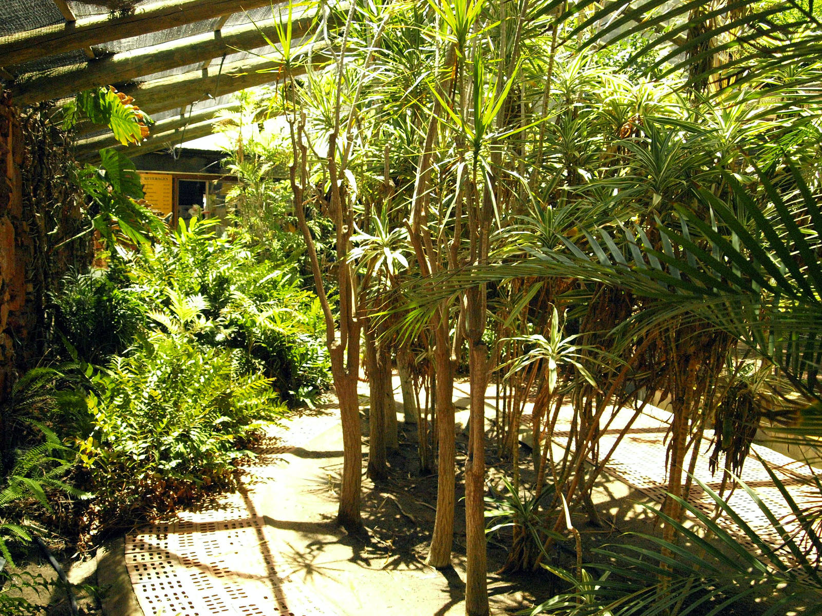 Palm garden
