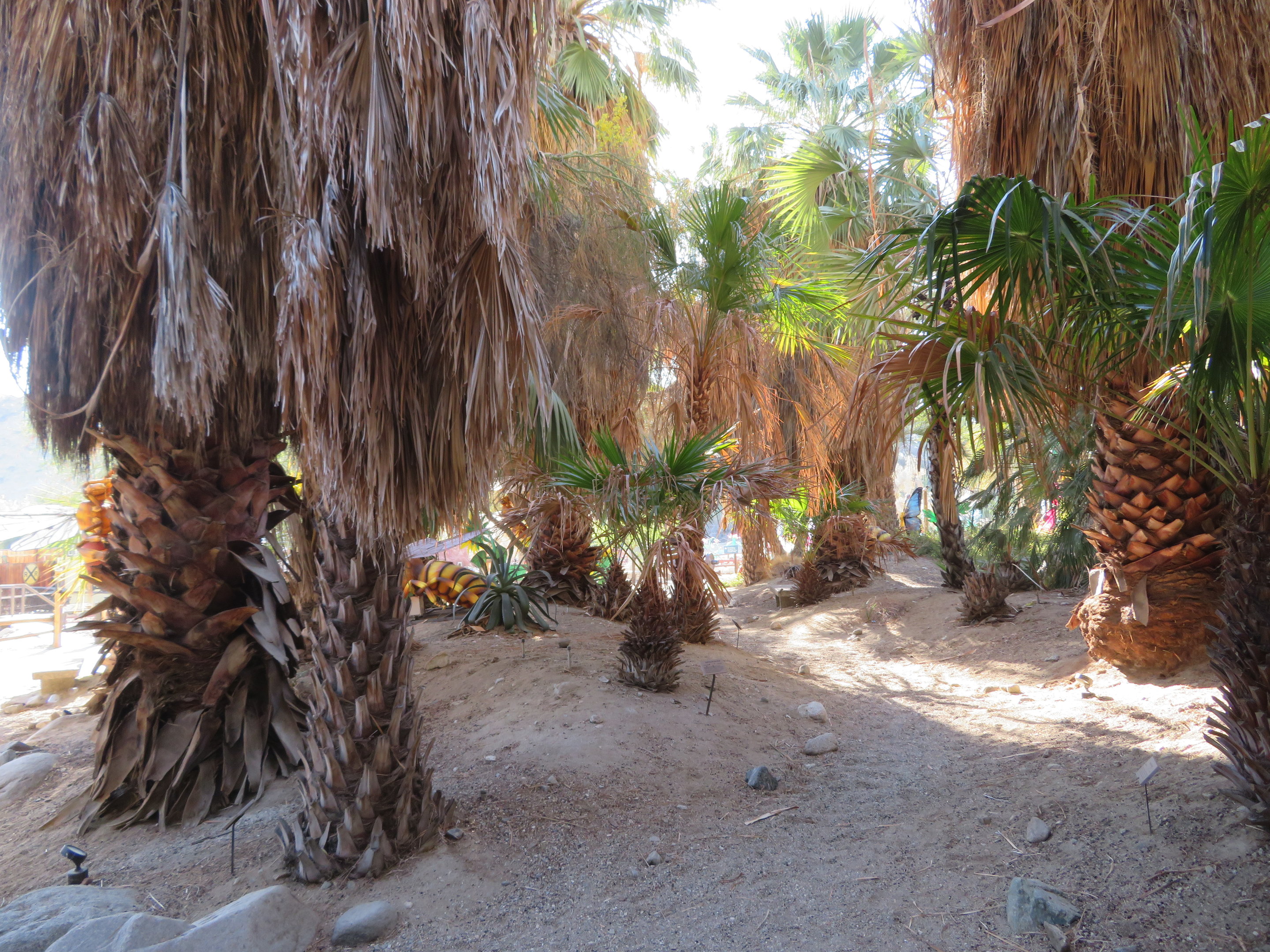 Palm Garden