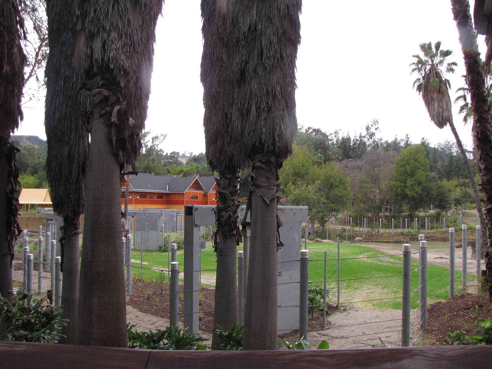Palm Grove Walkway - Elephants of Cambodia