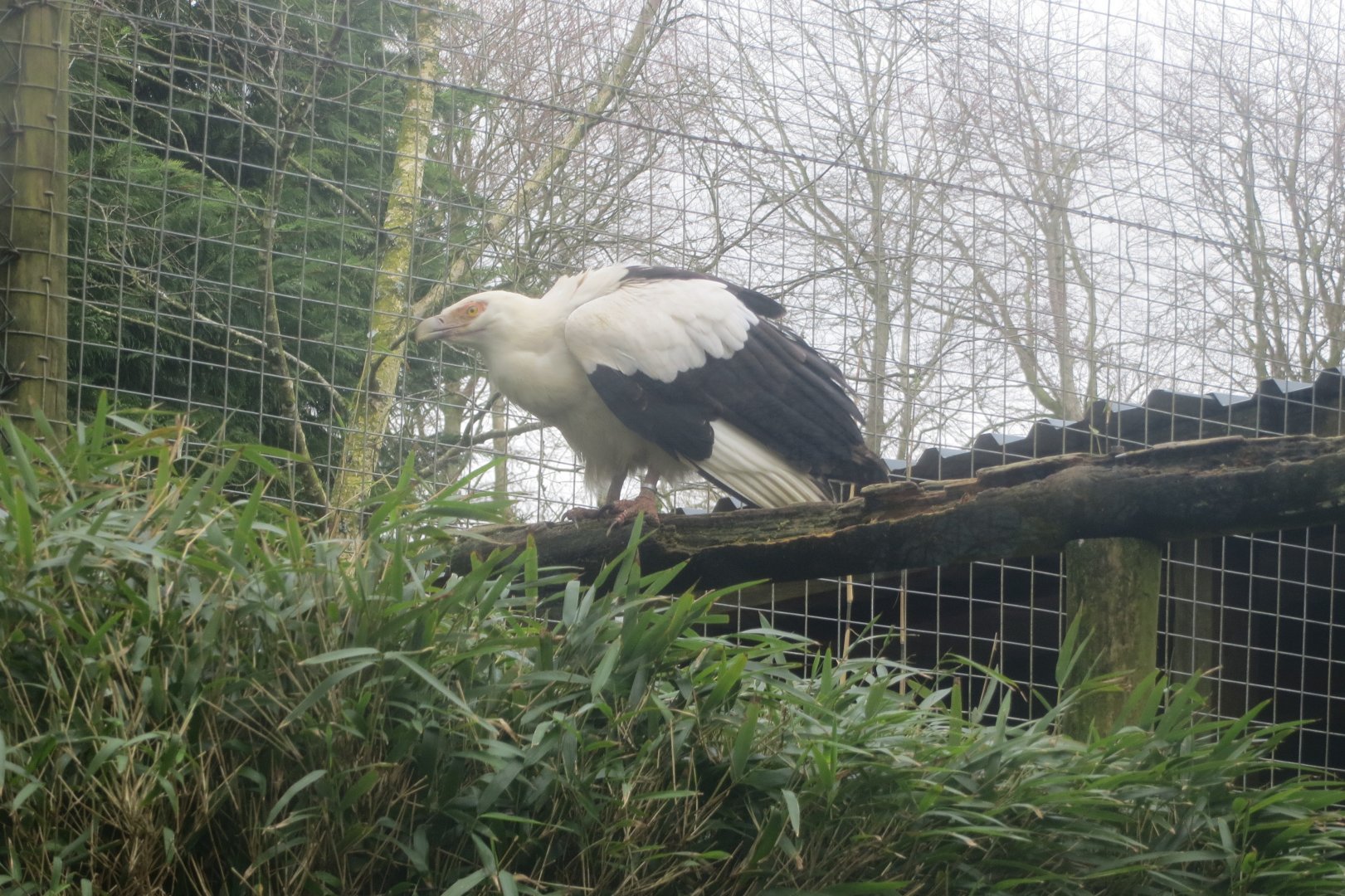 Palm-nut vulture 040319