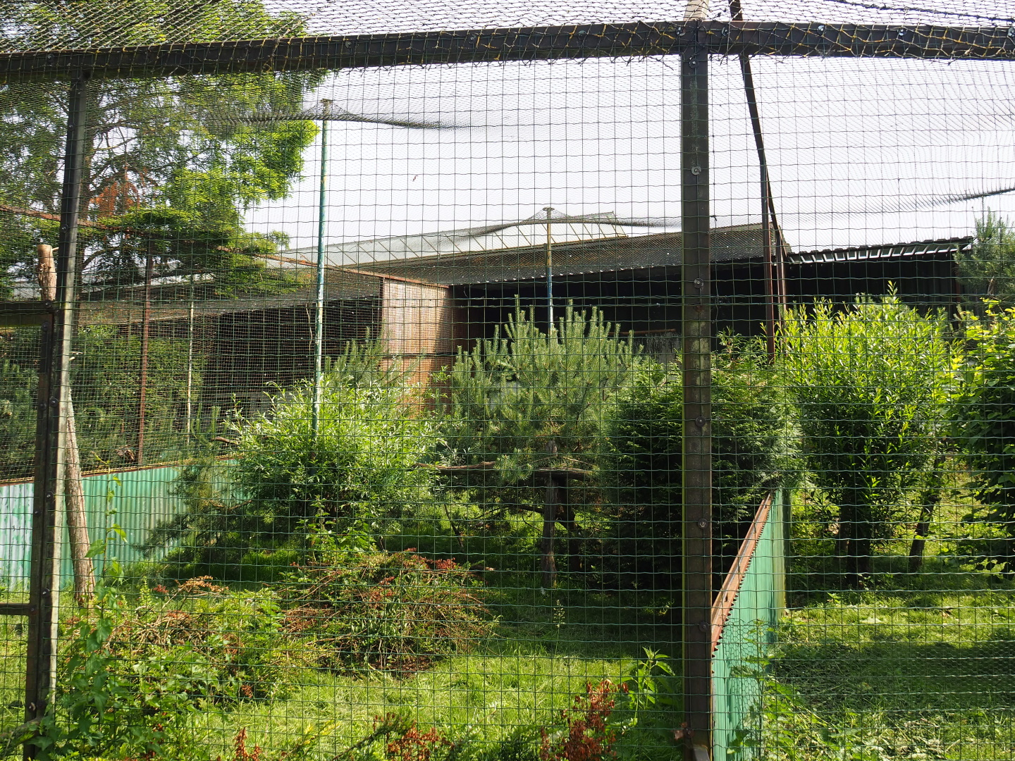 Palm-nut vulture and Common black kite aviary, 2021-06-15