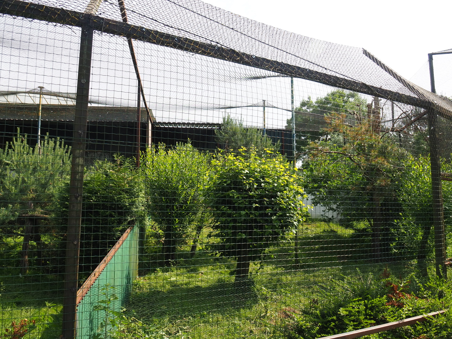 Palm-nut vulture and Common black kite aviary, 2021-06-15