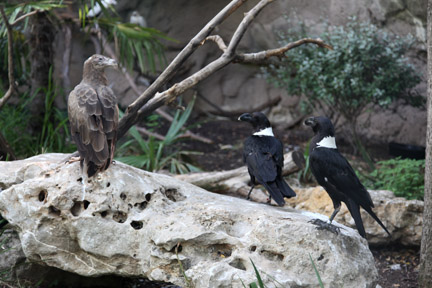 palm nut vulture and white necked ravens