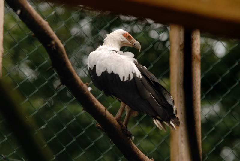 Palm-nut vulture at solingen