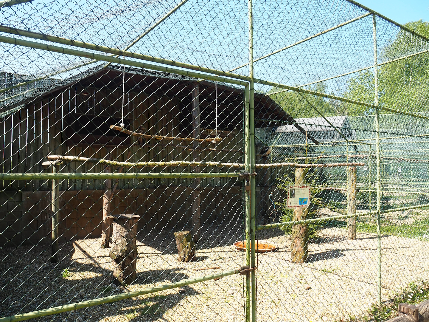 Palm-nut vulture aviary, 2023-05-19