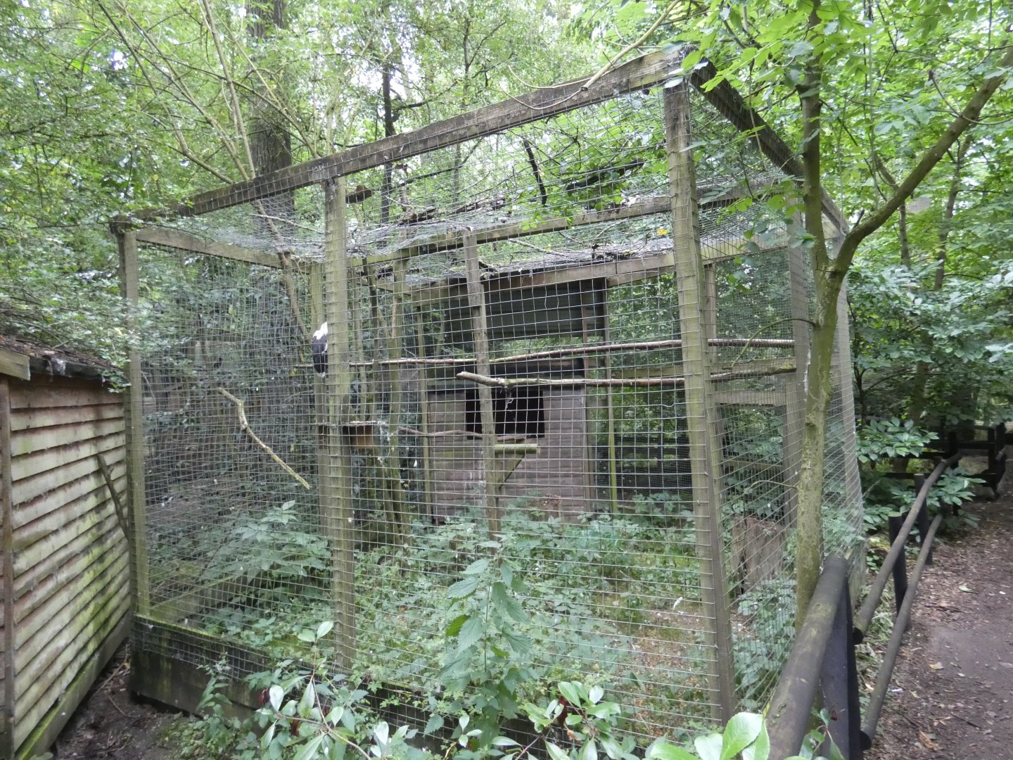 Palm-nut vulture aviary (Rutland Falconry Centre)