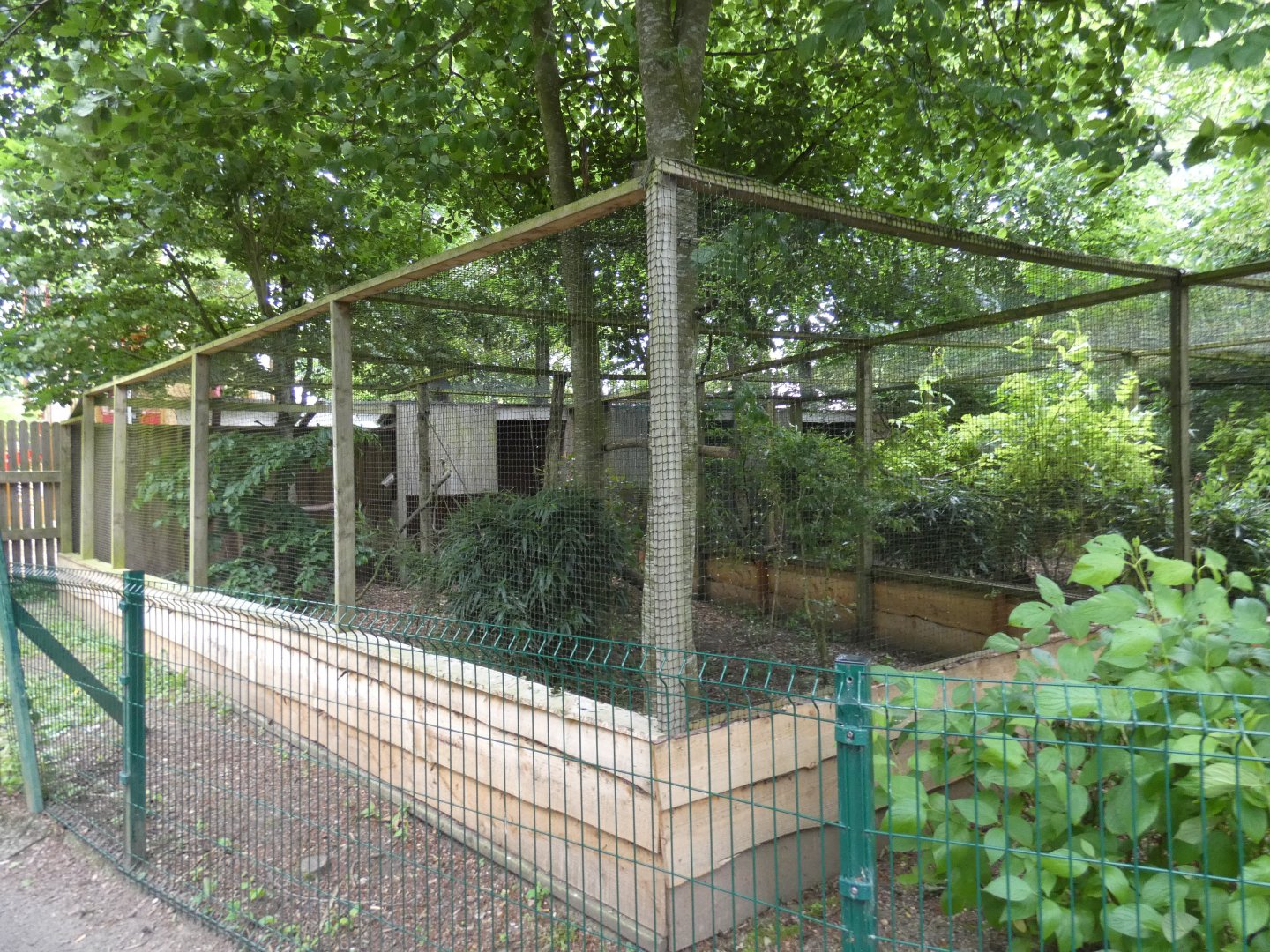 Palm nut vulture aviary